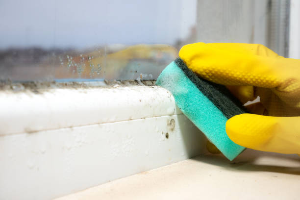 Best Toxic Mold Removal  in Hartford, SD