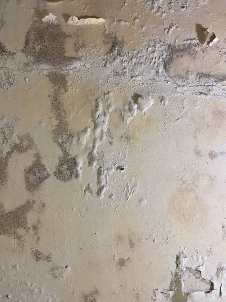 Office Mold Removal Services in Hartford, SD