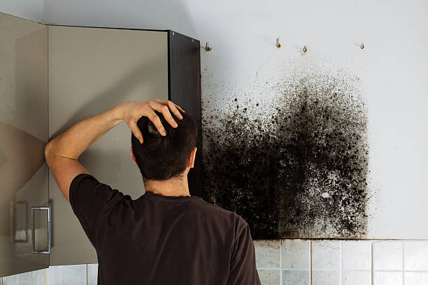 Best Certified Mold Removal  in Hartford, SD