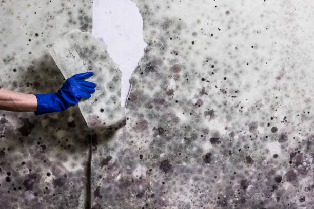 Certified Mold Removal in Hartford, SD